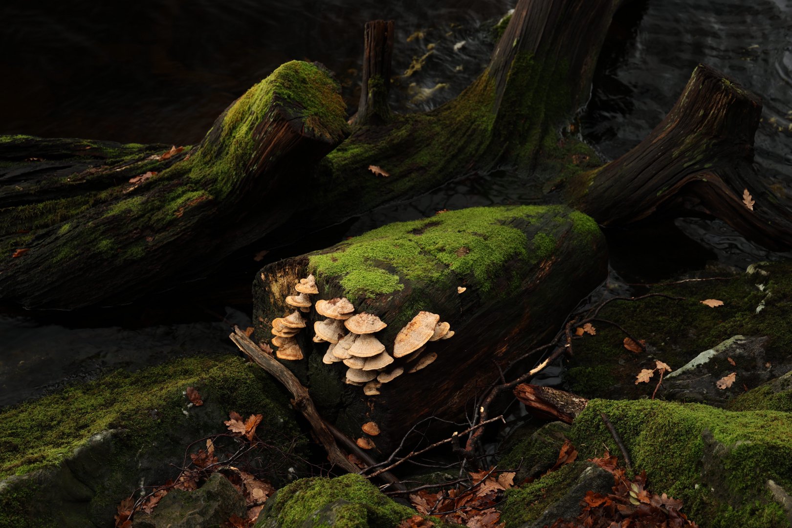 Trip photo, day 3 - Inverarnan, Scotland.